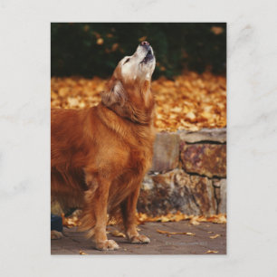 Golden Retriever Hund heult auf dem Weg Postkarte