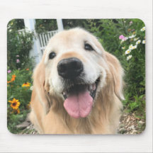 Golden Retriever Hund im Blumengarten