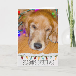 Golden Retriever Hund in Weihnachtsbeleuchtung Karte