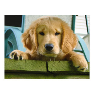 Golden retriever-HündchenCanisLupus Familiaris Fotodruck