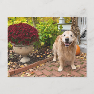 Golden Retriever Hunde und Fall Landschaft Ernteda Postkarte