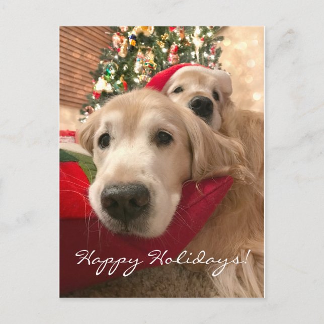 Golden Retriever Hunde Weihnachten (Vorderseite)
