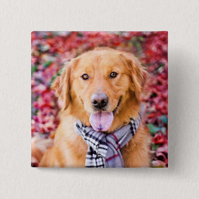 Golden Retriever im Locarno Button (Vorderseite)