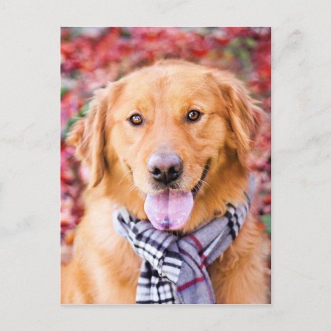 Golden Retriever im Locarno Postkarte (Vorderseite)