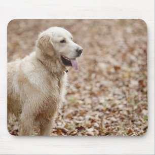 golden retriever im Park im Herbst Mousepad