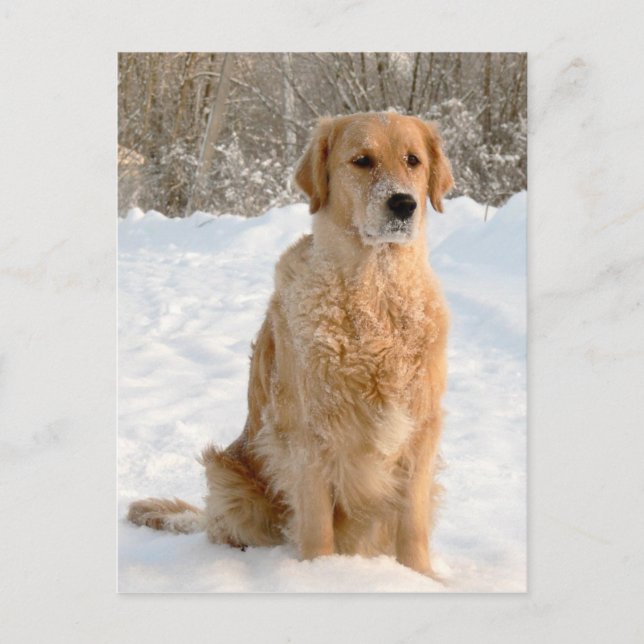 Golden Retriever im Schnee Postkarte (Vorderseite)
