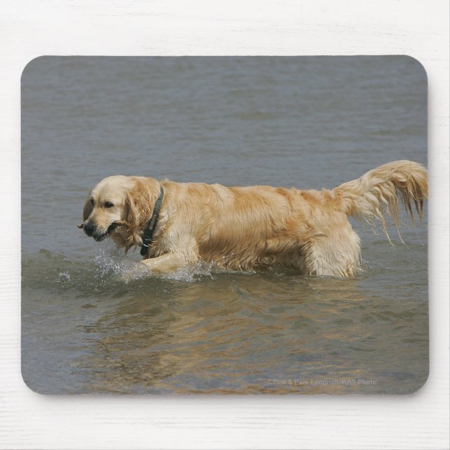 Golden retriever im Wasser Mousepad (Vorne)