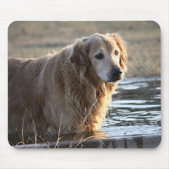 Golden retriever im Wasser Mousepad (Vorne)