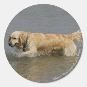 Golden retriever im Wasser Runder Aufkleber