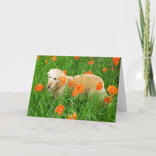 Golden Retriever in Pappi Karte (Vorderseite)