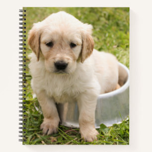 Golden Retriever in Water Bowl Spirale Notebook Notizbuch