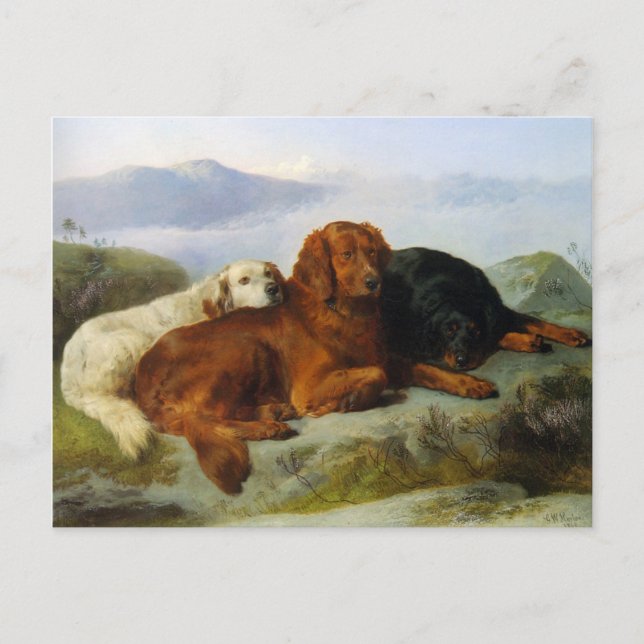 Golden Retriever, Irish und Gordon Setter Postcard Postkarte (Vorderseite)