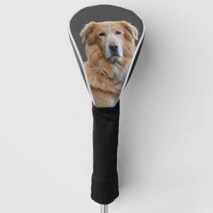 Golden Retriever isolierter Hund Golf Headcover