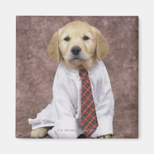 Golden retriever; ist ein verhältnismäßig moder magnet