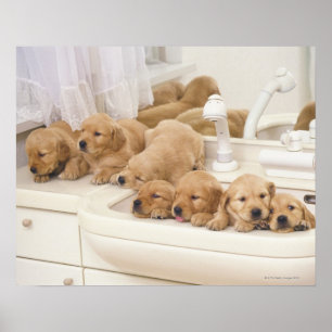 Golden retriever; ist ein verhältnismäßig moder poster