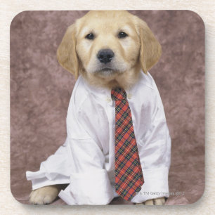 Golden retriever; ist ein verhältnismäßig moder untersetzer