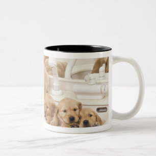 Golden retriever; ist ein verhältnismäßig moder zweifarbige tasse