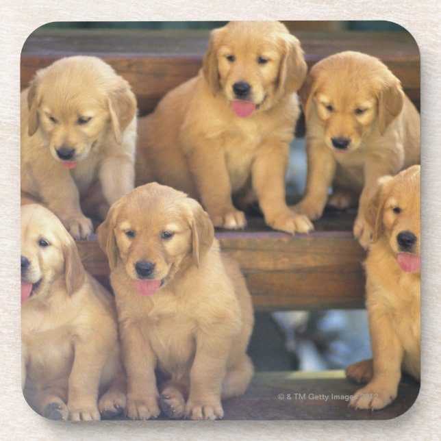 Golden retriever; ist ein verhältnismäßig modernes getränkeuntersetzer (Vorderseite)