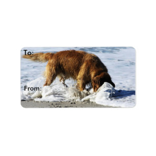 Golden retriever JEDER HALT! Ich verlor meinen Adressaufkleber