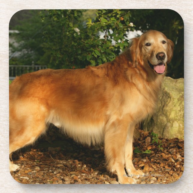 Golden retriever-Keuchen Untersetzer (Vorderseite)