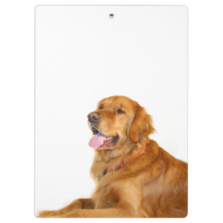 Golden retriever klemmbrett