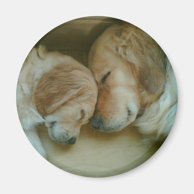 Golden Retriever Kühlschrankmagnet (Vorne)