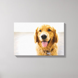 Golden Retriever Lächeln Leinwanddruck