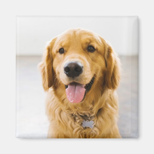 Golden Retriever Lächeln Magnet (Vorne)