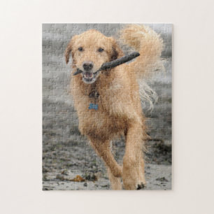 Golden Retriever läuft mit Stock im Maul