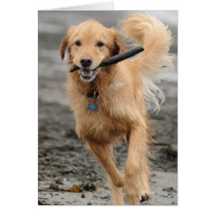 Golden Retriever läuft mit Stock im Maul