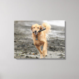 Golden Retriever läuft mit Stock im Maul Leinwanddruck