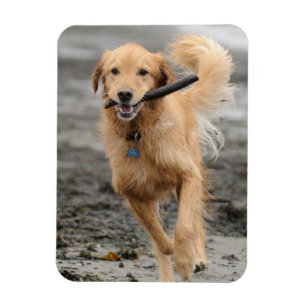 Golden Retriever läuft mit Stock im Maul Magnet