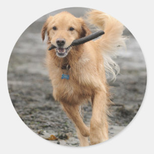 Golden Retriever läuft mit Stock im Maul Runder Aufkleber