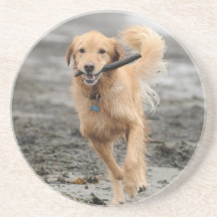 Golden Retriever läuft mit Stock im Maul Sandstein Untersetzer