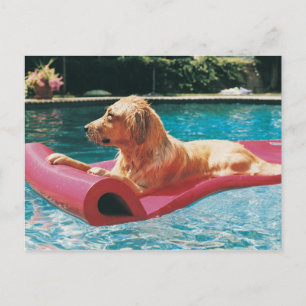 Golden Retriever Lern on a Air Bed and Breakfast Postkarte