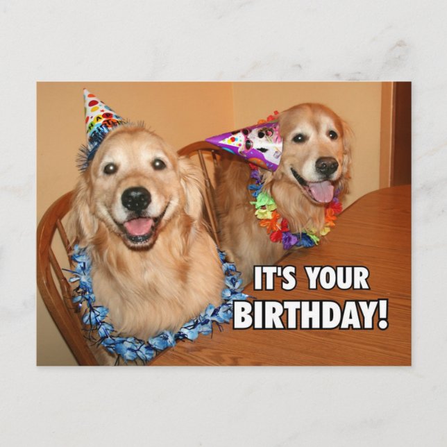 Golden Retriever Let's Party Geburtstag Einladungspostkarte (Vorderseite)