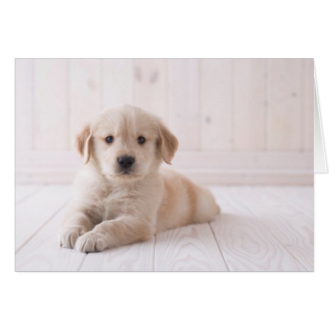 Golden Retriever Lie Down (Devant horizontal)