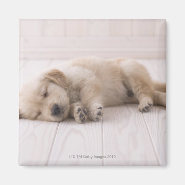 Golden Retriever Magnet (Vorne)