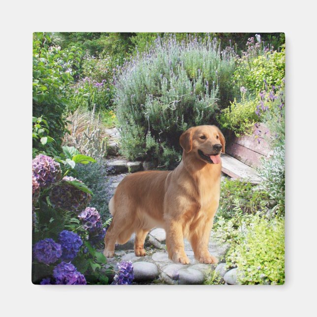Golden Retriever Magnet (Vorne)