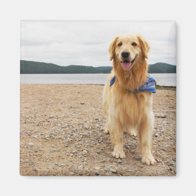 Golden Retriever Magnet (Vorne)