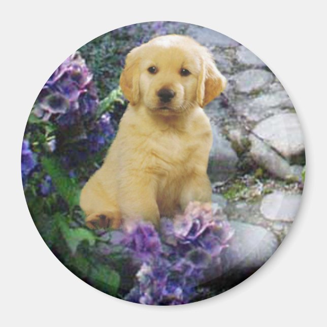 Golden Retriever Magnet Hydrangea (Vorne)