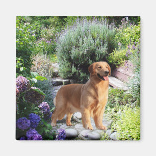 Golden retriever-Magnet Magnet