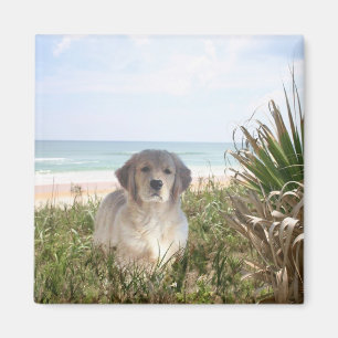 Golden Retriever Magnet Purfpy