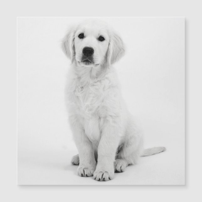 Golden Retriever Magnetkarte (Vorderseite)