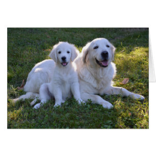 Golden Retriever maman et chiot
