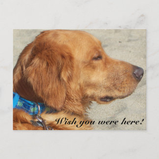 Golden Retriever Miss You Postcard Postkarte