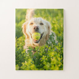Golden Retriever mit Ball