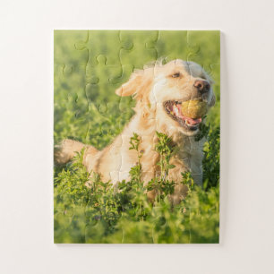Golden Retriever mit Ball