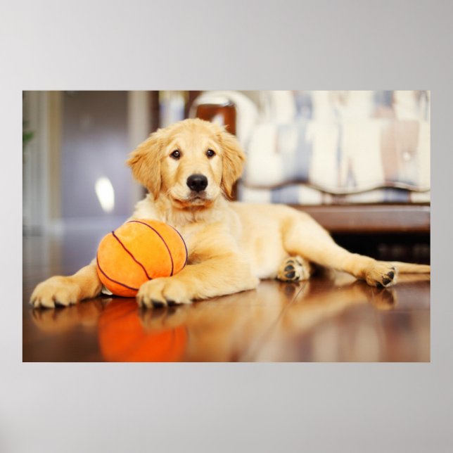 Golden Retriever mit Basketballspielzeug Poster (Vorne)