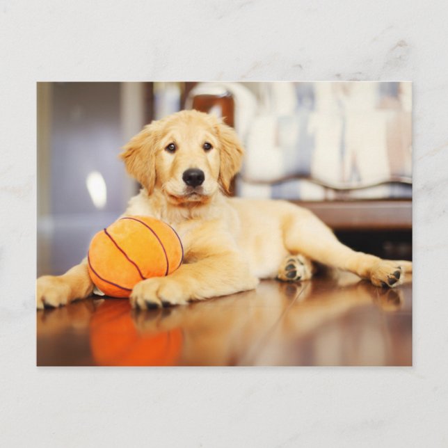 Golden Retriever mit Basketballspielzeug Postkarte (Vorderseite)